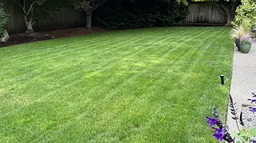 New Lawn Installation