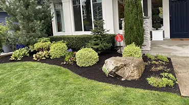 Plants & Tree Installation