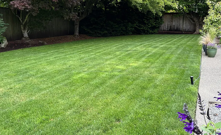 new-lawn-installation